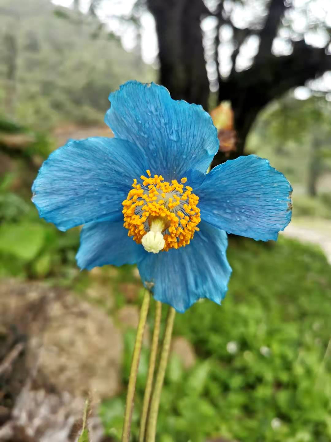 Meconopsis baileyi, blue flowered － W/O-0062 - 50% off!